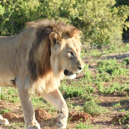 Orange Elephant Backpackers Hostel Addo Εξωτερικό φωτογραφία