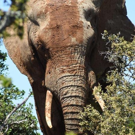 Orange Elephant Backpackers Hostel Addo Εξωτερικό φωτογραφία