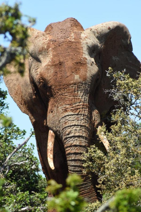 Orange Elephant Backpackers Hostel Addo Εξωτερικό φωτογραφία